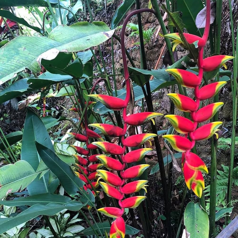 Heliconia Pogonantha Blumensamen zur Aussaat – leuchtend Blüten – Traditionssorte & ohne Gentechnik Samen Hausgarten