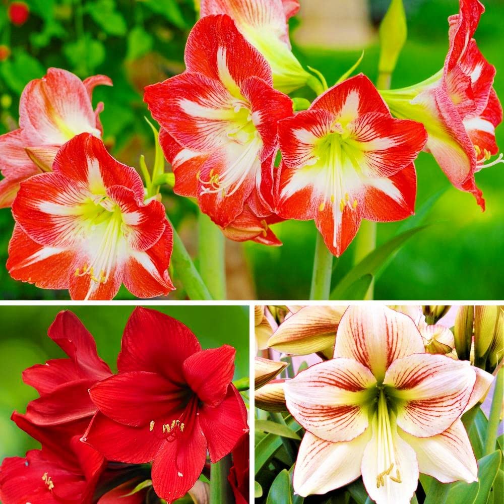 Mixed amaryllis blume samen for anpflanzung fragrant blossoms heirloom & gmo free samen for home garten 
 
 sale for anpflanzung in home garten