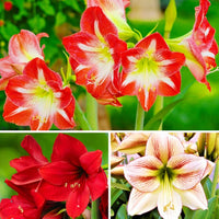 Mixed amaryllis blume samen for anpflanzung fragrant blossoms heirloom & gmo free samen for home garten 
 
 sale for anpflanzung in home garten