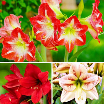 Mixed amaryllis blume samen for anpflanzung fragrant blossoms heirloom & gmo free samen for home garten 
 
 sale for anpflanzung in home garten