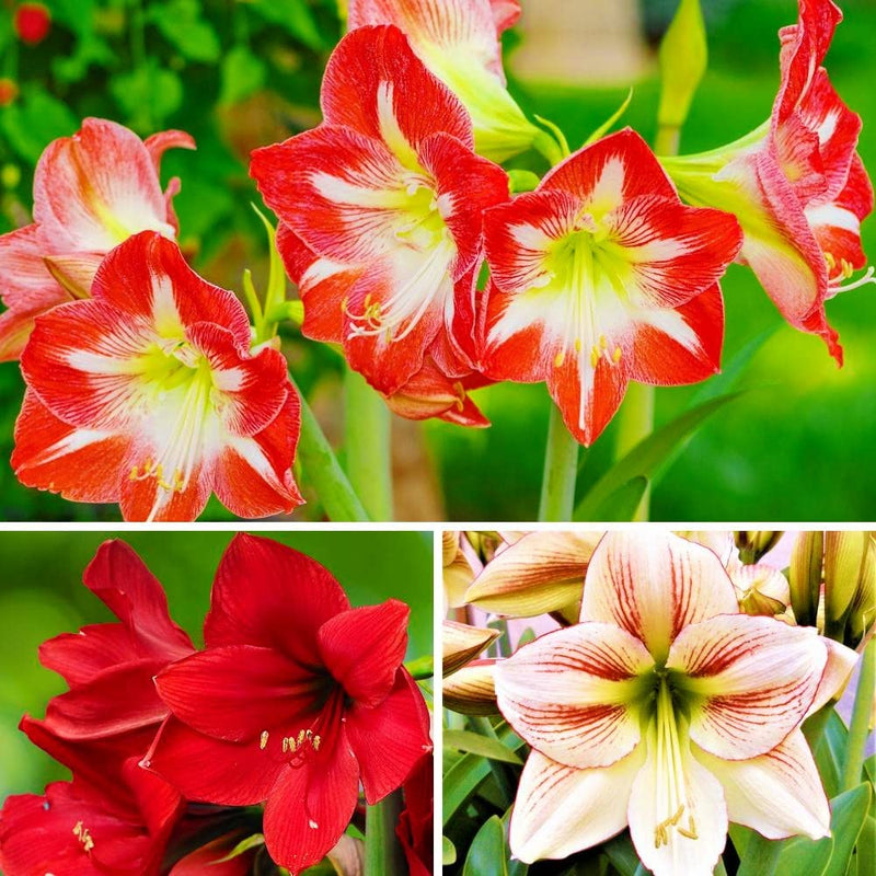 Mixed amaryllis blume samen for anpflanzung fragrant blossoms heirloom & gmo free samen for home garten 
 
 sale for anpflanzung in home garten