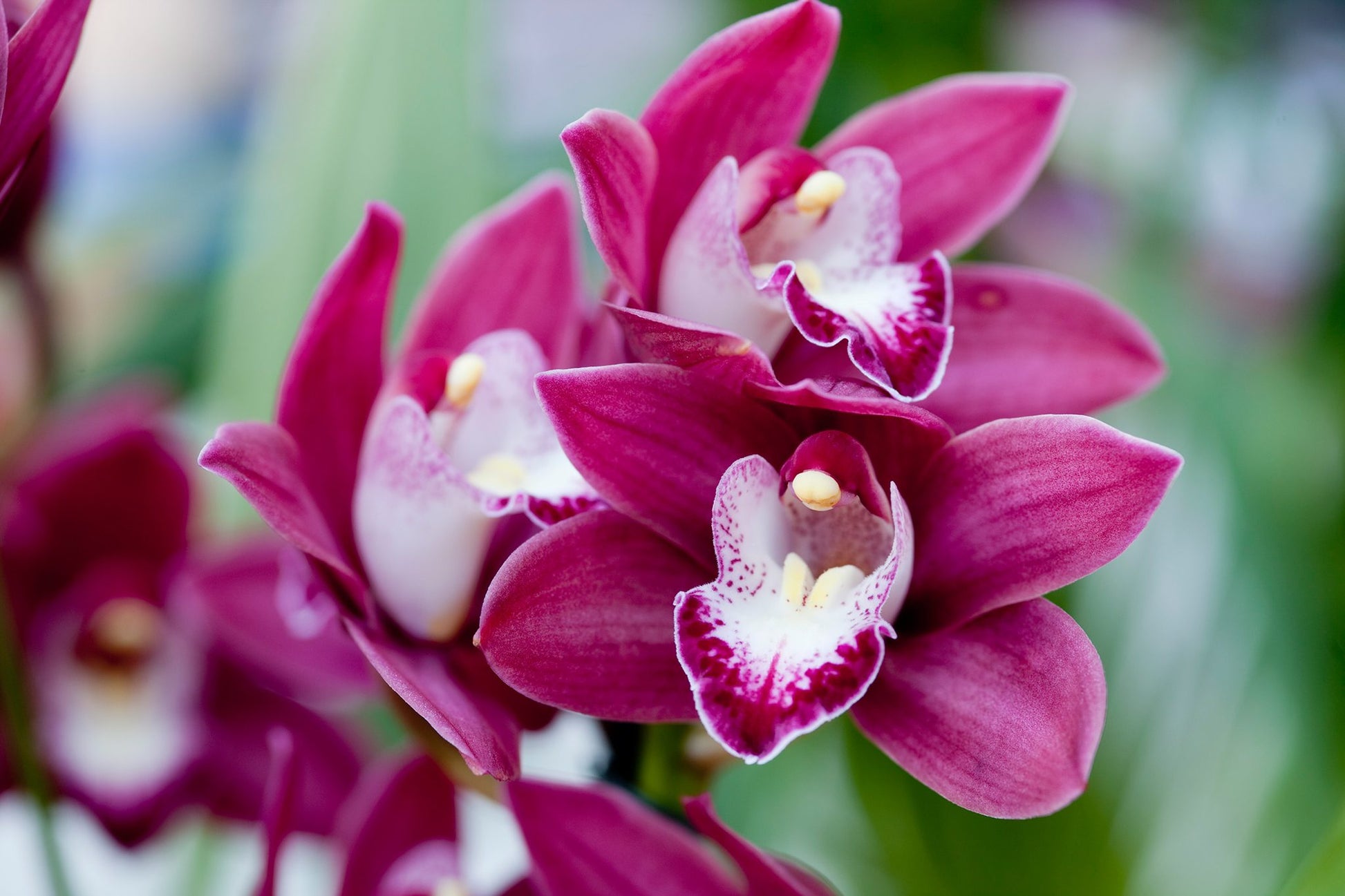Gemischt Cymbidium Orchidee Blumensamen zur Aussaat – farbenfroh Schau – Traditionssorte & ohne Gentechnik Samen Hausgarten