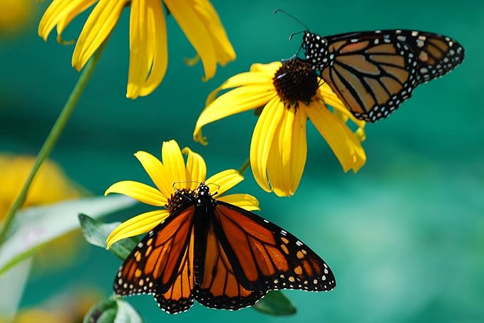Schwarz eyed susan samen for gelb blumen