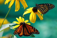 Schwarz eyed susan samen for gelb blumen