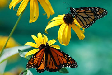 Schwarz eyed susan samen for gelb blumen