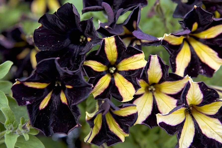 Schwarz Gelb Petunie Blumensamen zur Aussaat ideal Rabatten Traditionssorte & ohne Gentechnik Samen Hausgarten