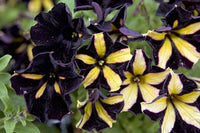 Schwarz Gelb Petunie Blumensamen zur Aussaat ideal Rabatten Traditionssorte & ohne Gentechnik Samen Hausgarten
