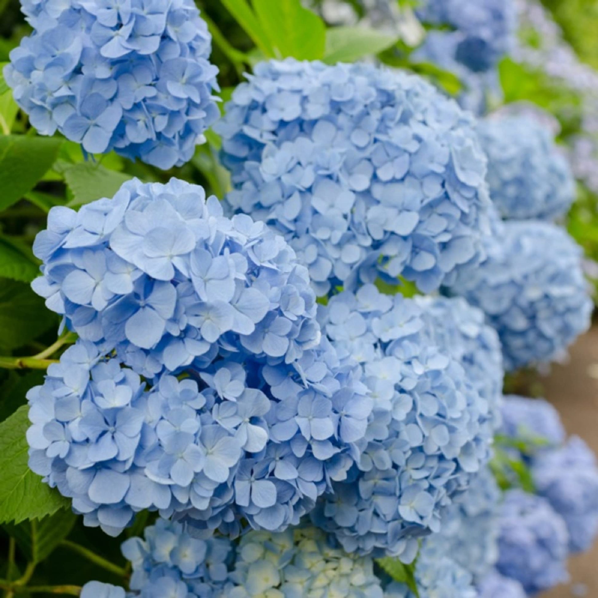 hell Blau Hydrangea Immergrün Immergrün Blumensamen zur Aussaat lang Blüte Saison Traditionssorte & ohne Gentechnik Samen Hausgarten