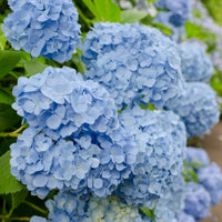 hell Blau Hydrangea Immergrün Immergrün Blumensamen zur Aussaat lang Blüte Saison Traditionssorte & ohne Gentechnik Samen Hausgarten