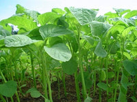 Green Intybus Samen for Your Gemüse Garden