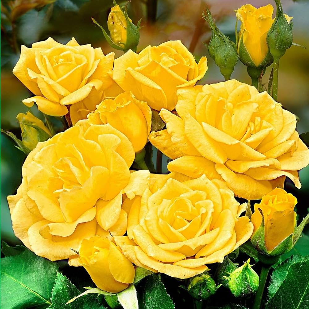 Mustard Gelb Rose Blumensamen zur Aussaat – leuchtend – Traditionssorte & ohne Gentechnik Samen Hausgarten