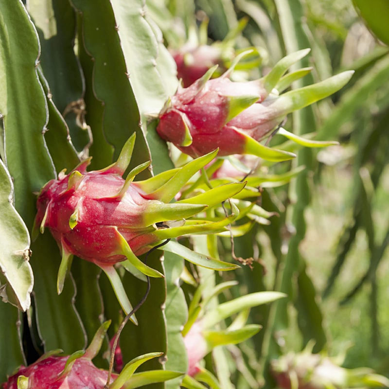 Semi di pitaya facili da piantare