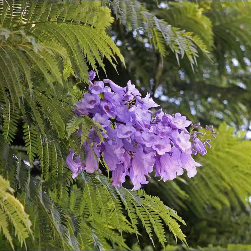 Blau Jacaranda Mimosifolia Blumensamen zur Aussaat – Drought verträglich – Traditionssorte & ohne Gentechnik Samen Hausgarten