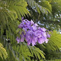 Blau Jacaranda Mimosifolia Blumensamen zur Aussaat – Drought verträglich – Traditionssorte & ohne Gentechnik Samen Hausgarten
