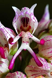 Gemischt Orchidee Blumensamen – Landhaus Garten wichtig Traditionssorte & ohne Gentechnik Hausgarten