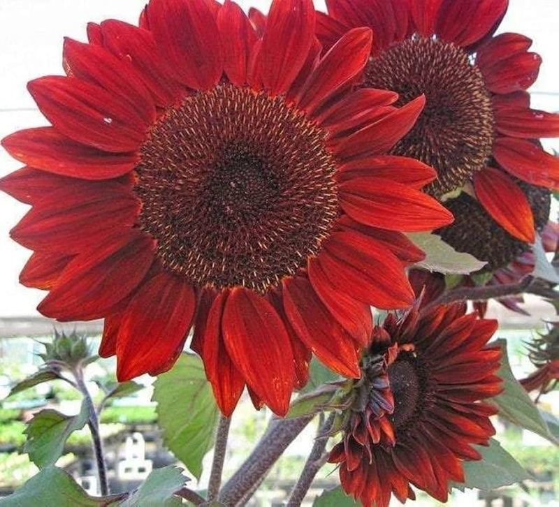 Velvet queen sunflower helianthus annuus for pollinator garten