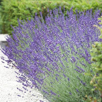 Lavendula angustifolia for anpflanzung in blume bed