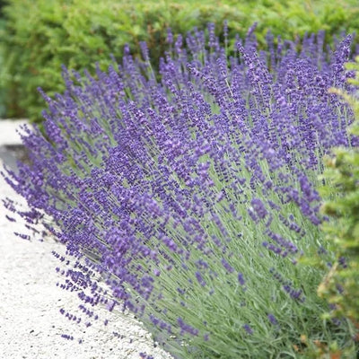 100 Stück