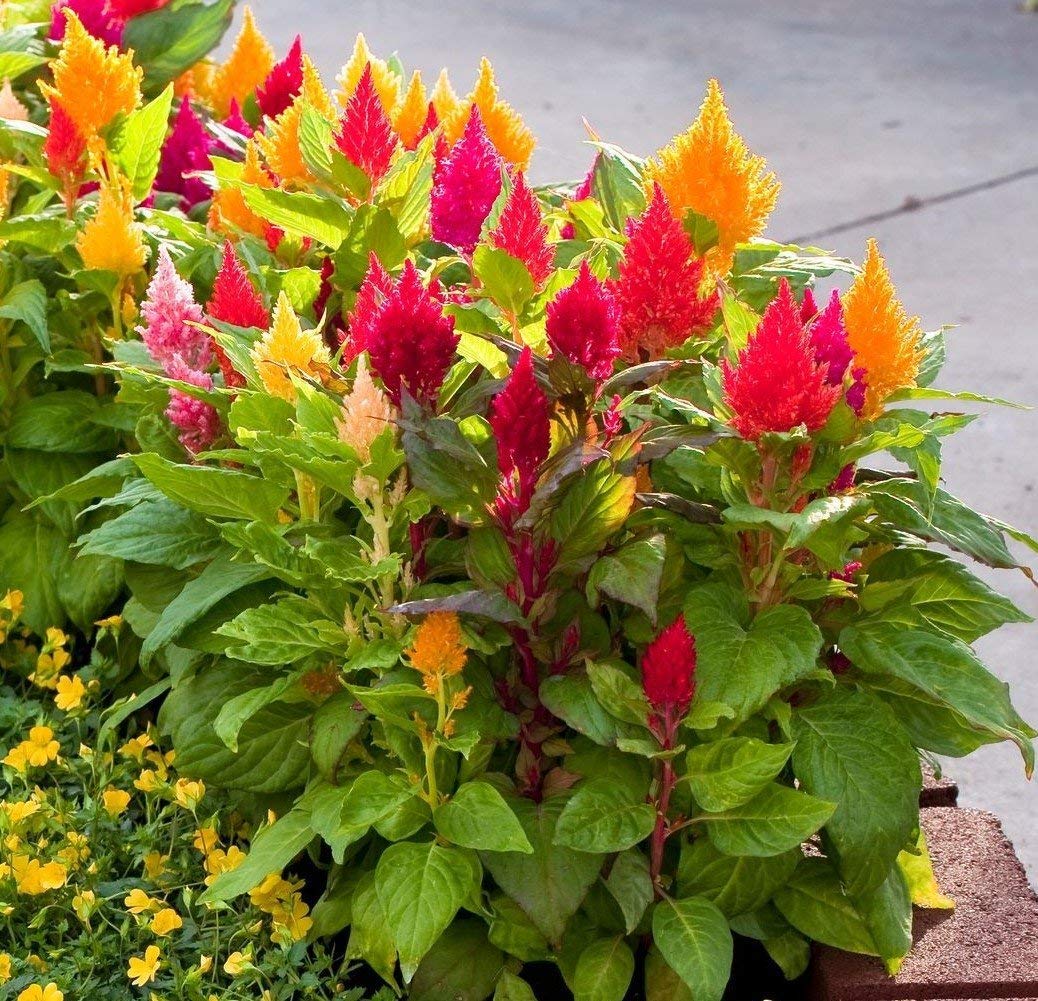 Celosia Chef Mischung Samen zur Aussaat Edible Ornamental Garten Blüten
