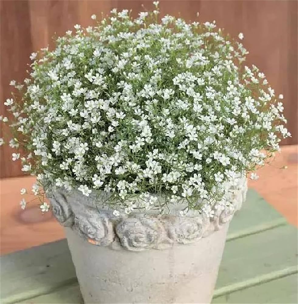 Weiß Blumensamen Breath the Creeping Child