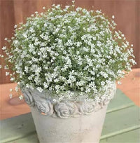 Weiß Blumensamen Breath the Creeping Child