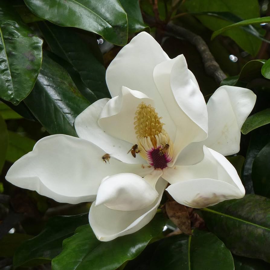 Magnolia Grandiflora Samen zur Aussaat Front Yards