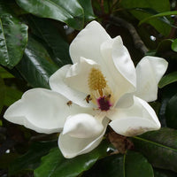 Magnolia Grandiflora Samen zur Aussaat Front Yards