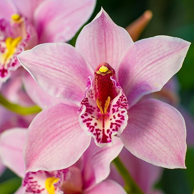 Gemischt Orchidee Orchidaceae spp Blumensamen zur Aussaat Blume Beet