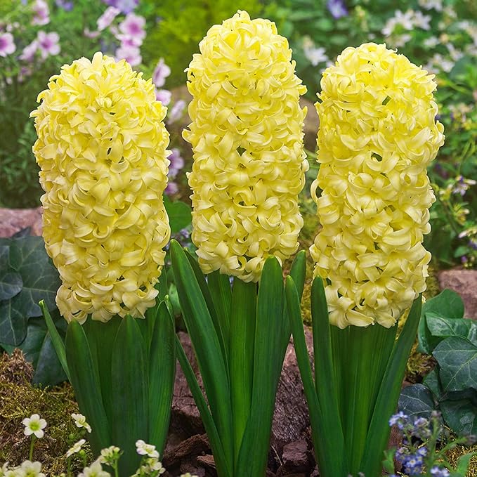 Hyacinth blume samen for anpflanzung - shade tolerant, heirloom & gmo free samen for home garten
 
 sale for anpflanzung in home garten