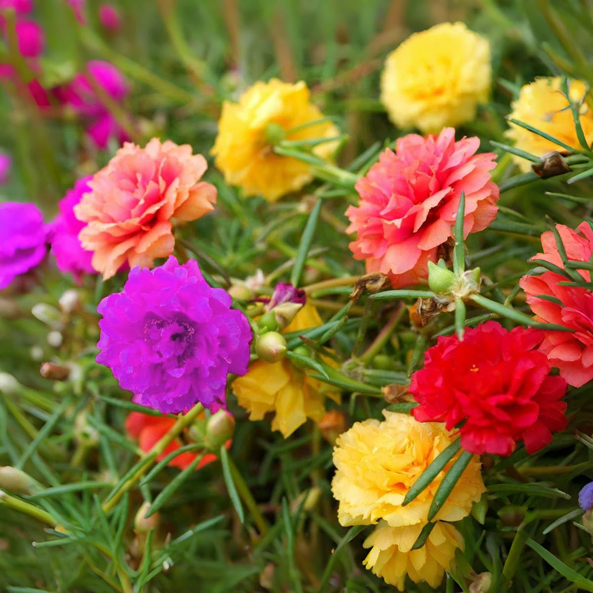 Moss Rose Mischung Blumensamen für eine farbenfrohe Aussaat