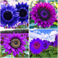 Lila Mini Sonnenblume Samen zur Aussaat Anzucht Garten