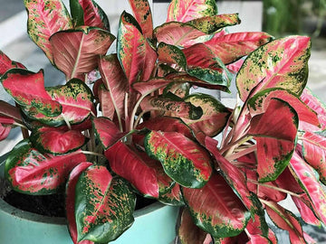 Rot aglaonema blume samen for anpflanzung - wildflower mix, heirloom & gmo free samen for home garten
 
 sale samen for home garten