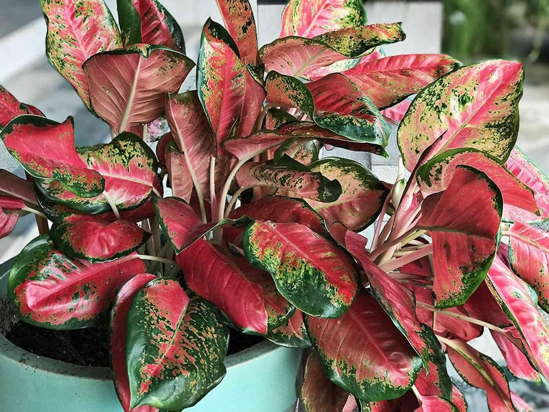 Rot aglaonema blume samen for anpflanzung - wildflower mix, heirloom & gmo free samen for home garten
sale samen for home garten