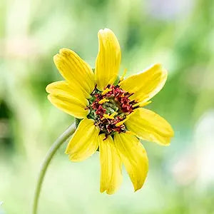 Chocolate daisy perennial samen for fragrant blumen in pollinator gardens