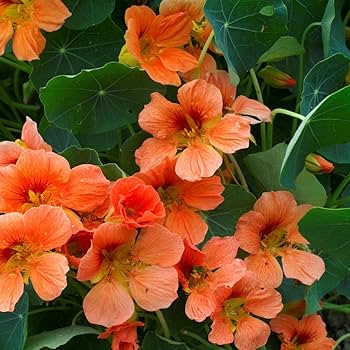 Pfirsichfarben Kapuzinerkresse Blumensamen zur Aussaat ideal Rabatten Traditionssorte & ohne Gentechnik Samen Hausgarten