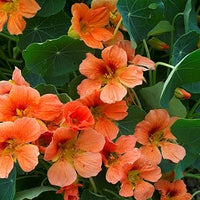 Pfirsichfarben Kapuzinerkresse Blumensamen zur Aussaat ideal Rabatten Traditionssorte & ohne Gentechnik Samen Hausgarten