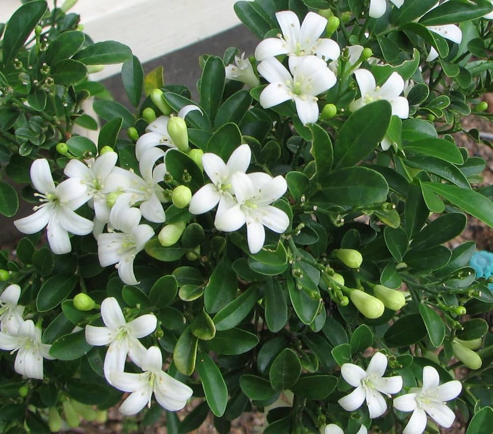 Jasmine jasminum officinale blume samen for anpflanzung
