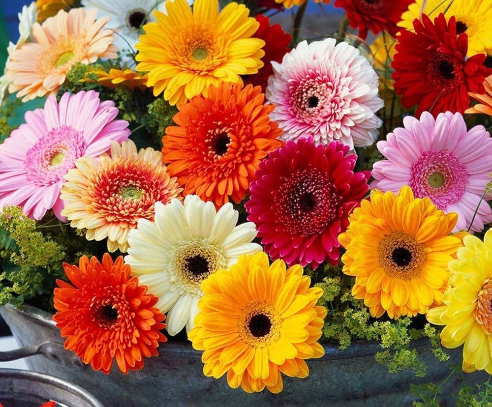 Gerbera Daisy Gerbera jamesonii Gemischt Blumensamen zur Aussaat Blume Beet