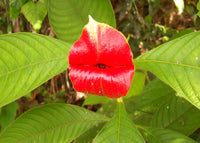 Blazing Rot Lips Blumensamen