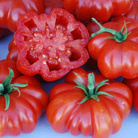 Rot Sicilian Togetta Gemüsesamen - Planting Guide