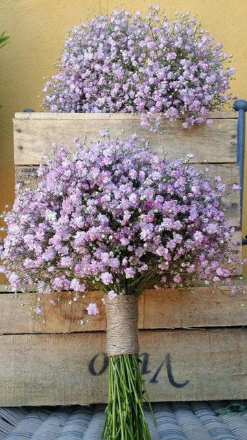 Gypsophila flores blume samen for anpflanzung - long bloom season, heirloom & gmo free samen for home garten
 
 sale for anpflanzung in home garten
