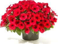 Petunie Hulahoop Rot Samen leuchtend Rot Petunie Blumen