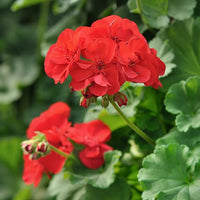 Geranium blume samen for anpflanzung - cottage garten essential, heirloom & gmo free samen for home garten
 
 sale for anpflanzung in home garten