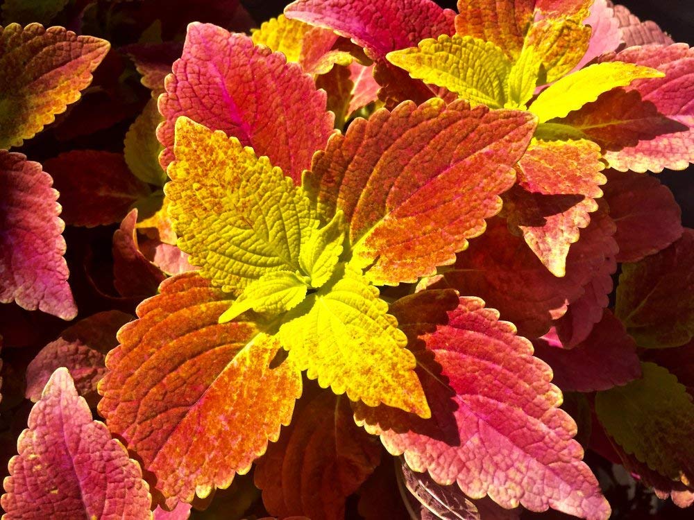 Buntnessel Wizard Sunset Samen zur Aussaat Blume Beet Garten