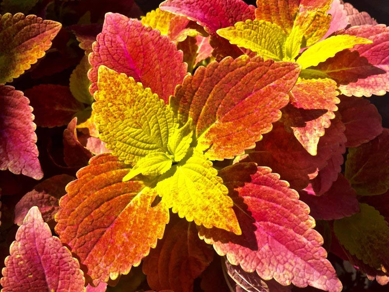 Buntnessel Wizard Sunset Samen zur Aussaat Blume Beet Garten