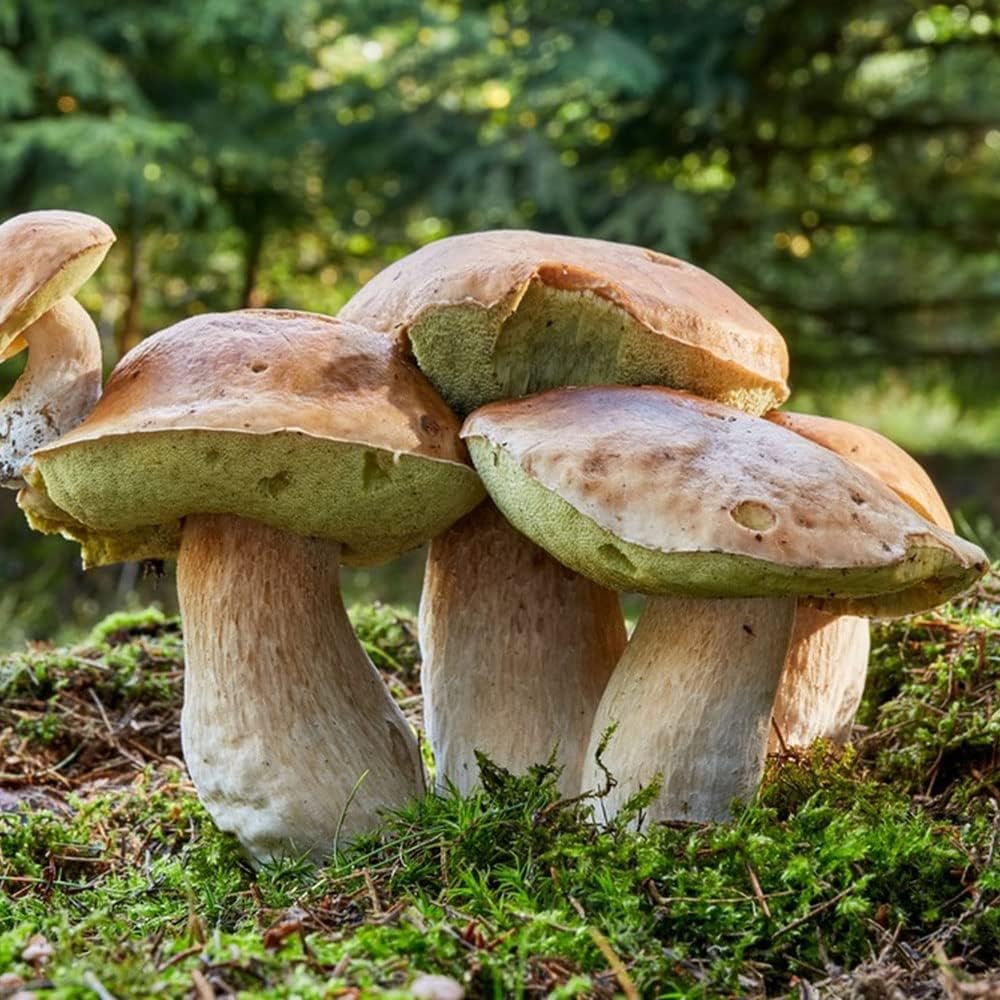 Pilz Gemüse Samen zum Pflanzen