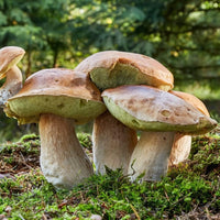 Pilz Gemüse Samen zum Pflanzen
