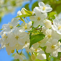 Begonie Semi di Fiore Misti Blumensamen mehrjährig Gärten