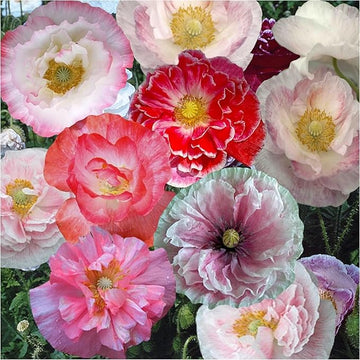 Mixed poppy papaver spp for anpflanzung in blume bed