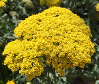 Achillea (achillea blume) samen for anpflanzung in home garten